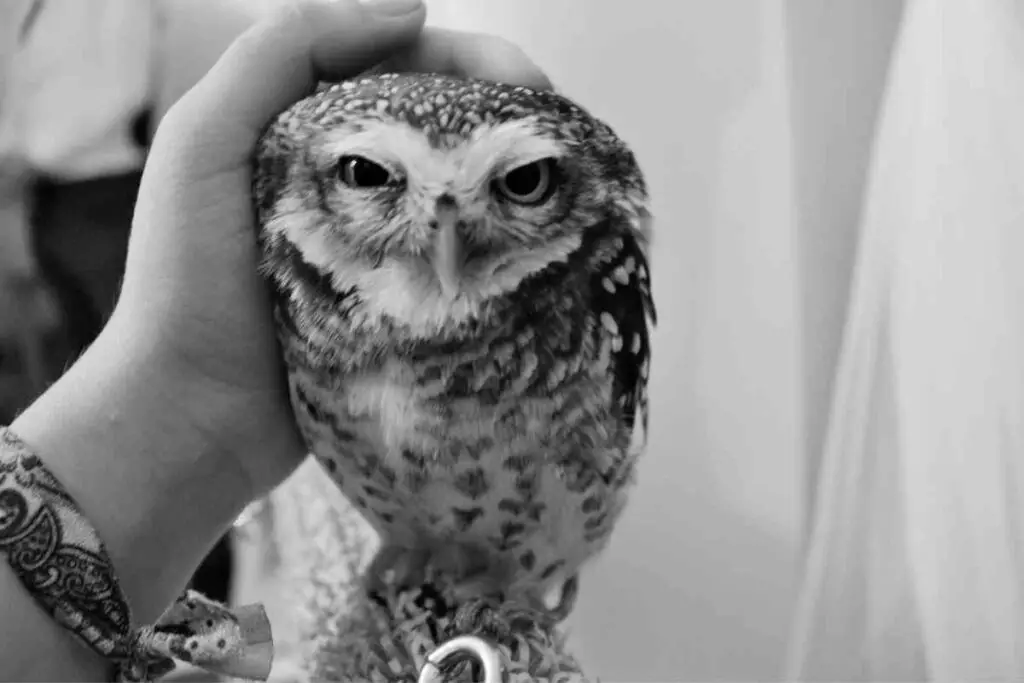 Incredible Owl facts Owls Are Not Good Pets