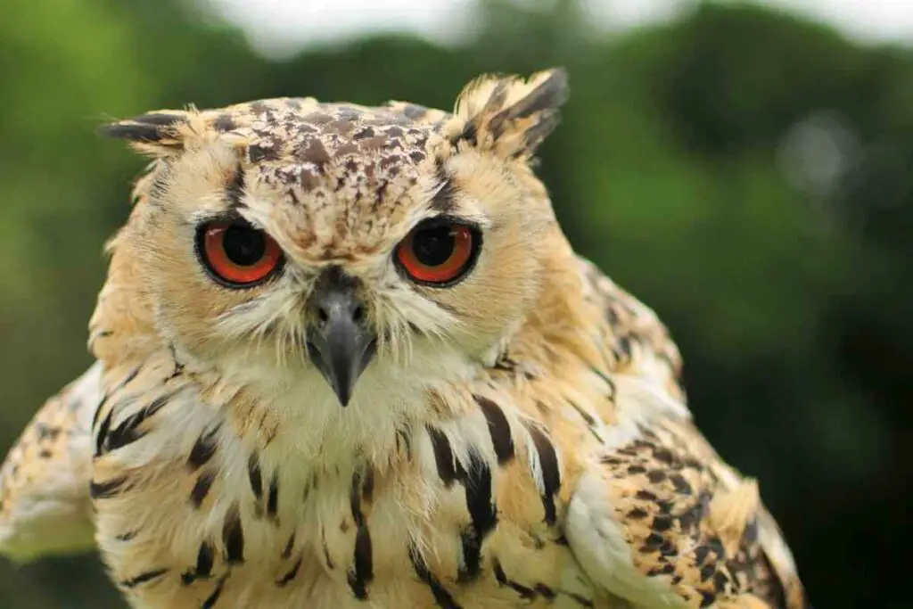 Incredible Owl facts Owls Cannot Move Their Eyes