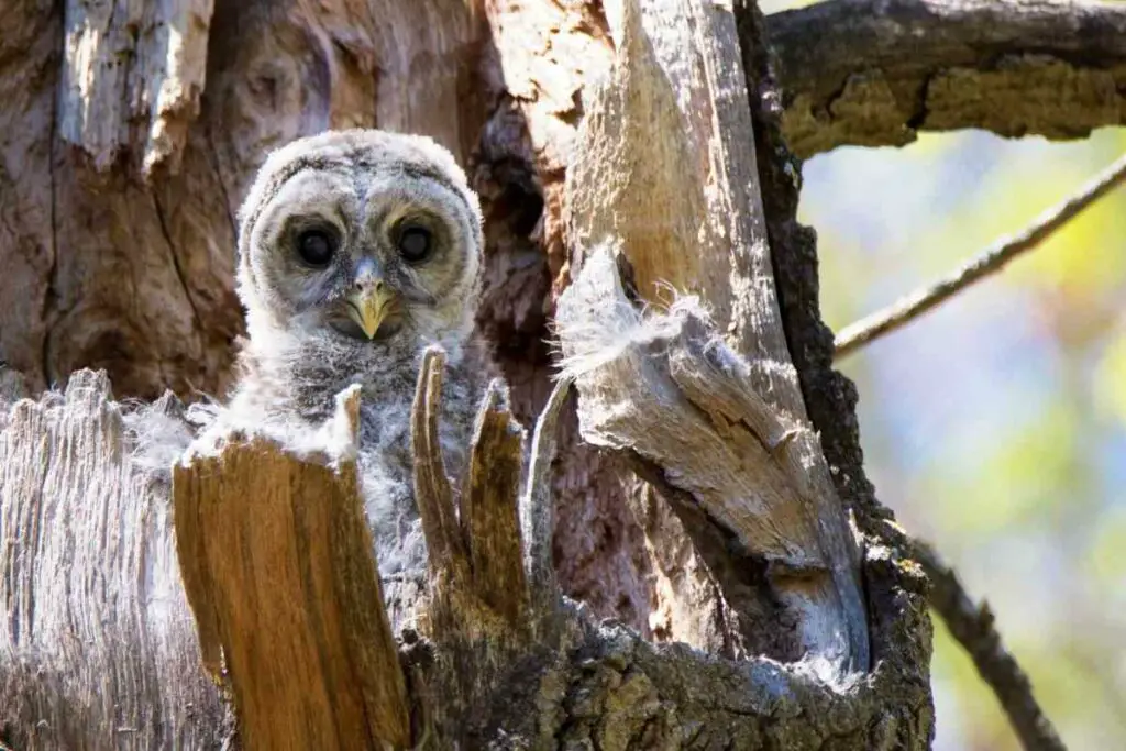 Incredible Owl facts Owls Don’t Make a Nest