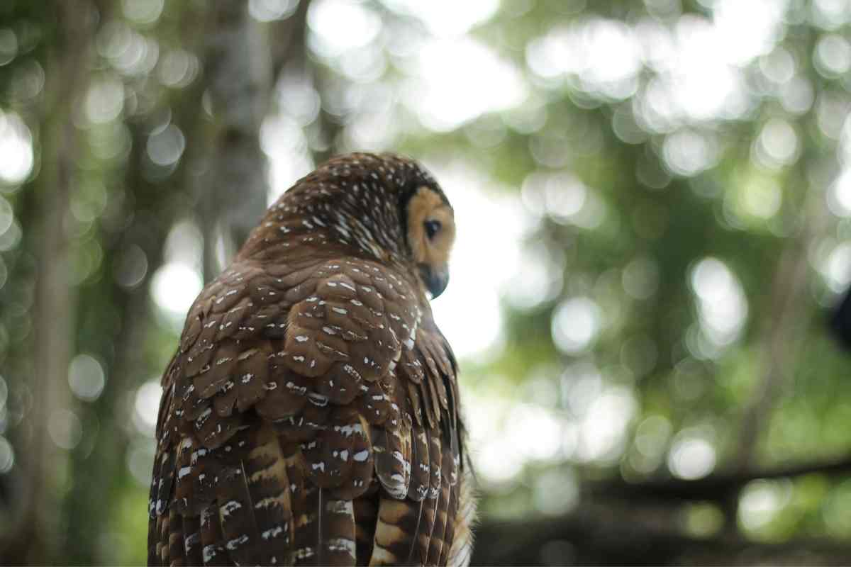 21 Incredible Owl Facts (#17 Is Amazing) - Gardenia Organic