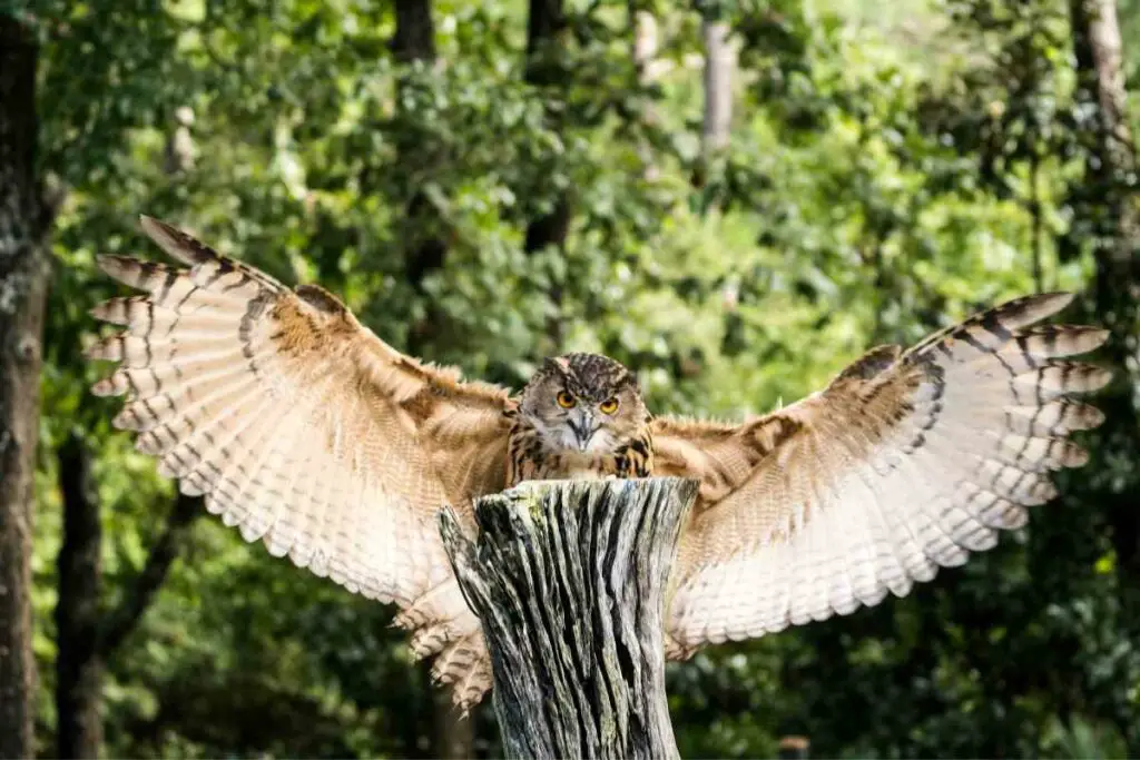 Interesting facts about owls living on tree