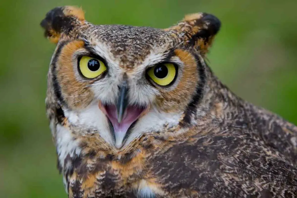 Interesting facts about owls are politics symbol