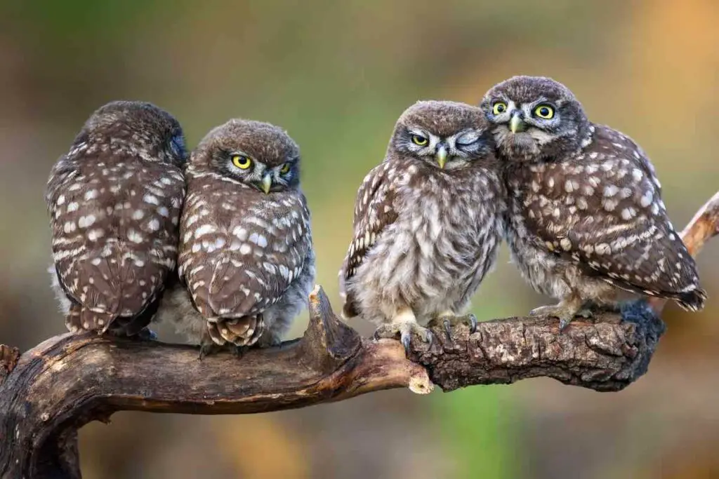 There Are Hundreds Of Owl Species