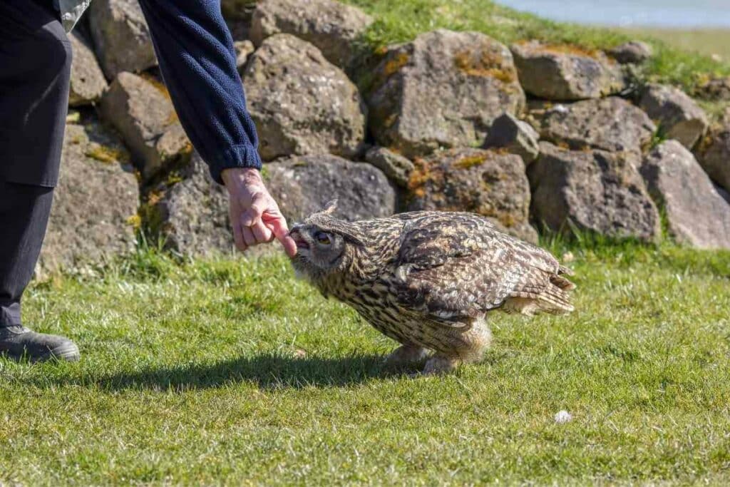 Owls May Attack Humans