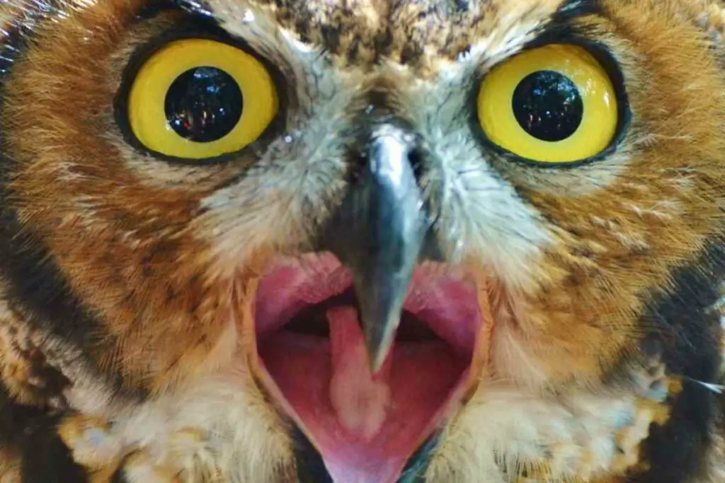 Some types of Owls Can Scream