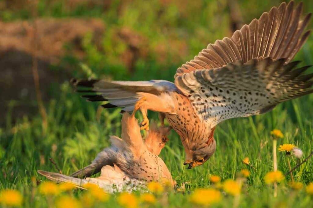 Types of owls that Are Cannibals