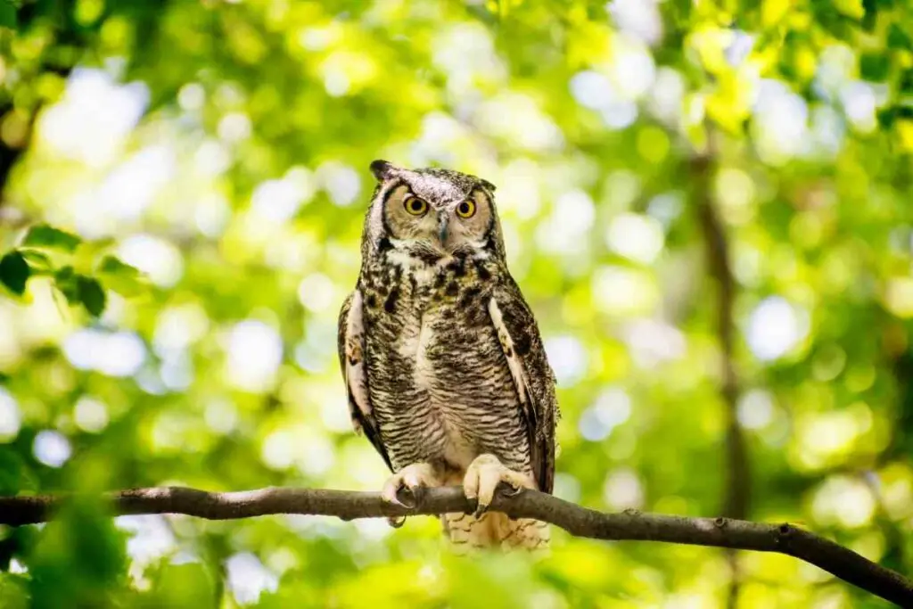 Owls Have The Best Hearing of All Birds