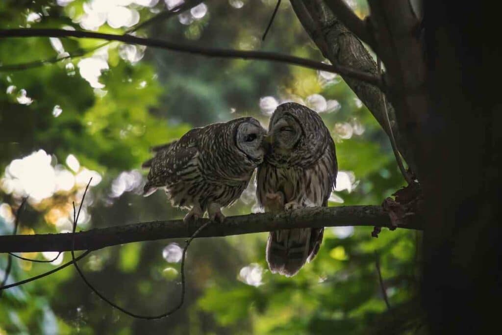 Owl Facts Mating For Life