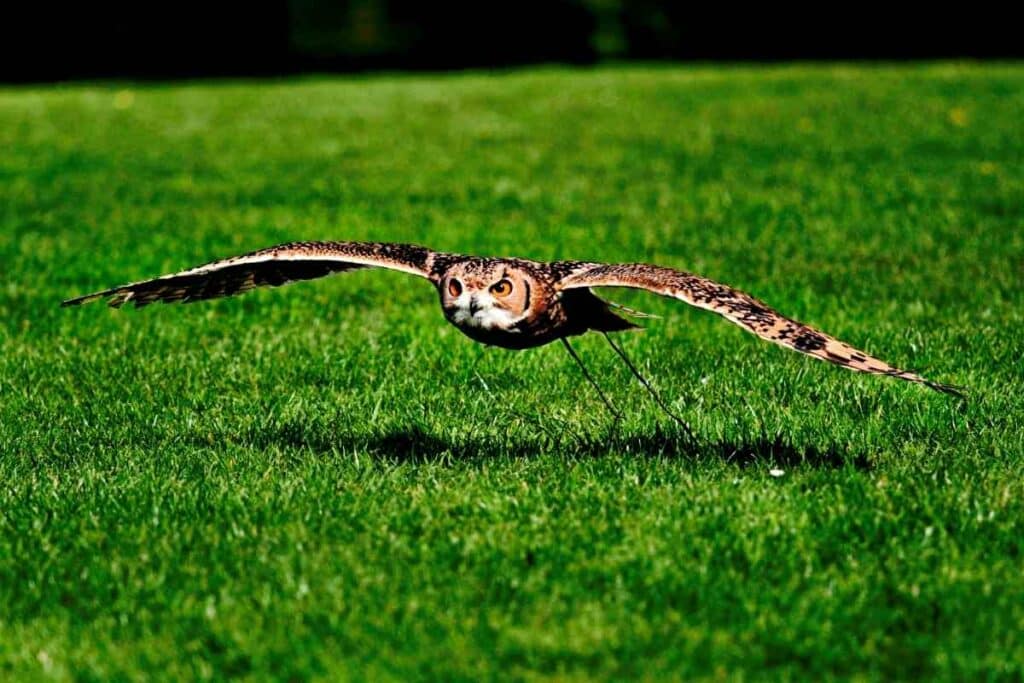 Owls Are Very Stealthy