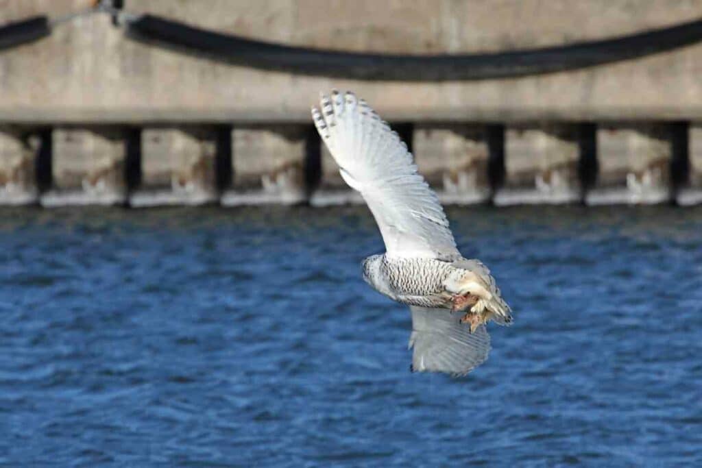 Owls swimming Facts