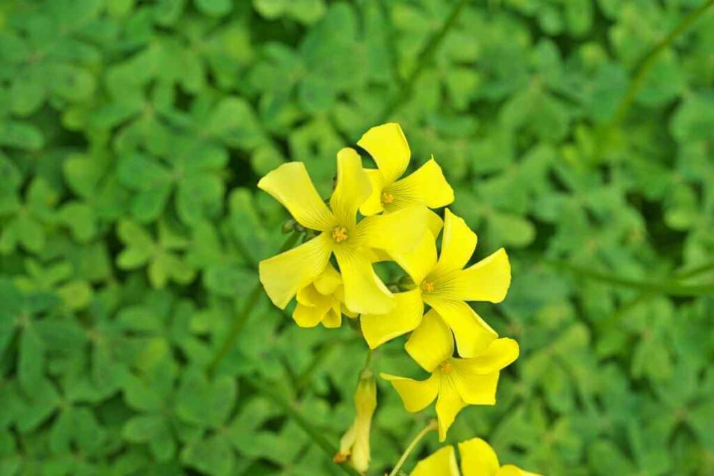 Oxalis weed that look like flower