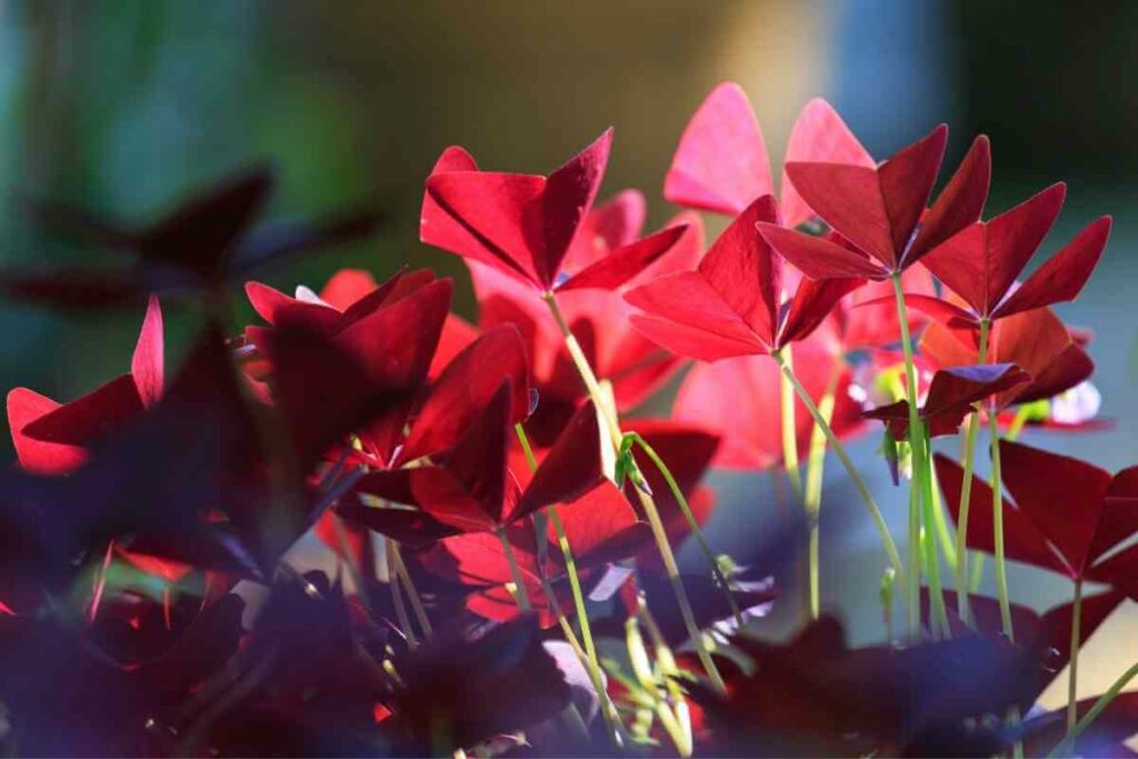 Oxalis triangularis for outdoor container