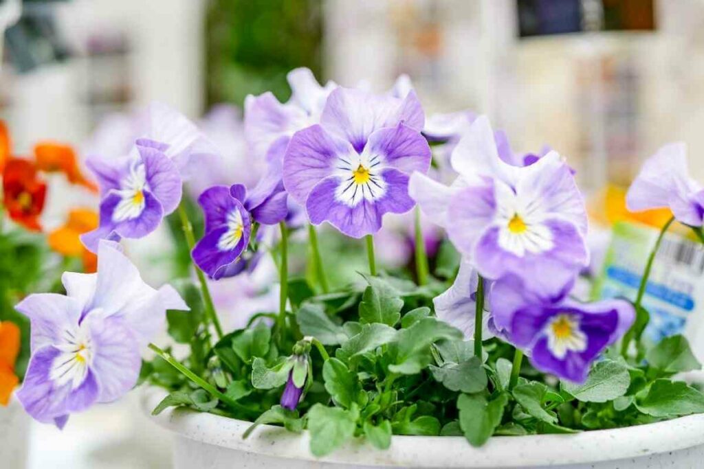 Pansy plant for pots