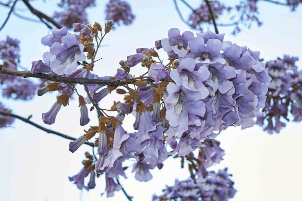 Paulownia Tomentosa tree