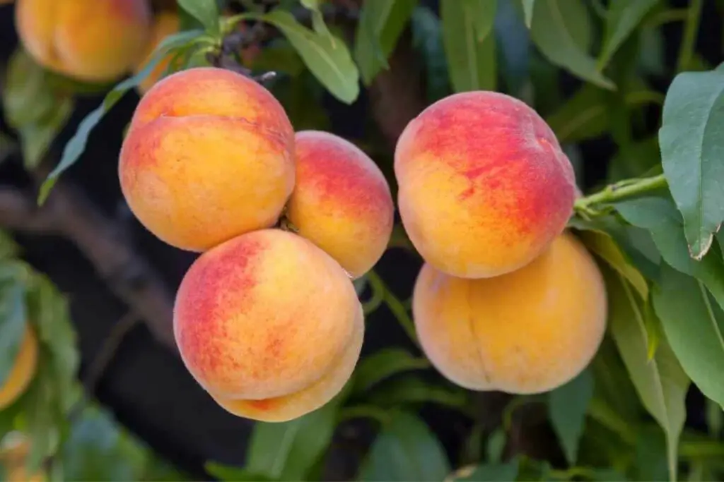 Abundant Peach trees