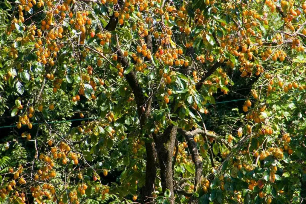 Persimmon trees in Houston Texas