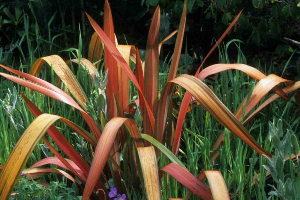 Phormium ‘Sundowner’ evergreen red shrub