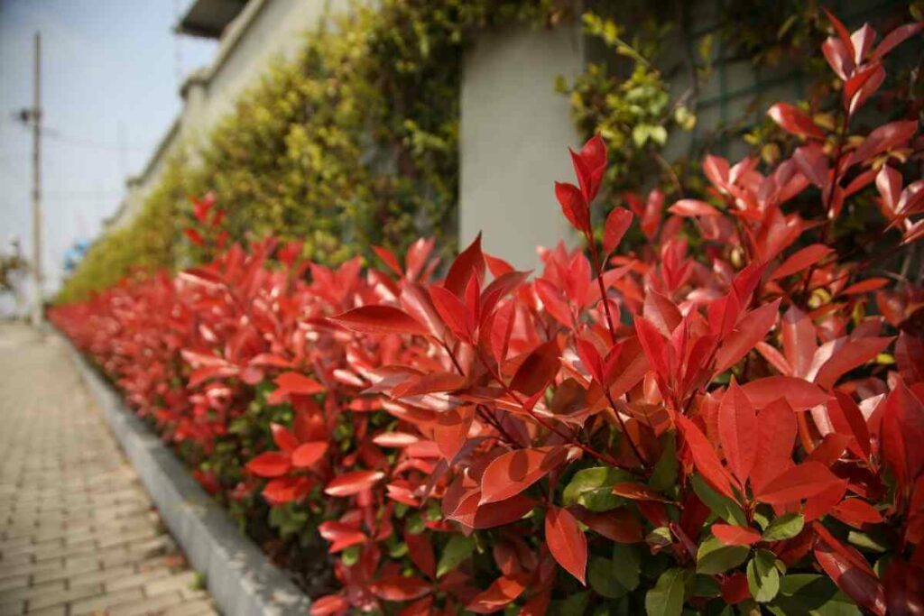 Photinia × Fraseri ‘Red Robin’ evergreen red shrub