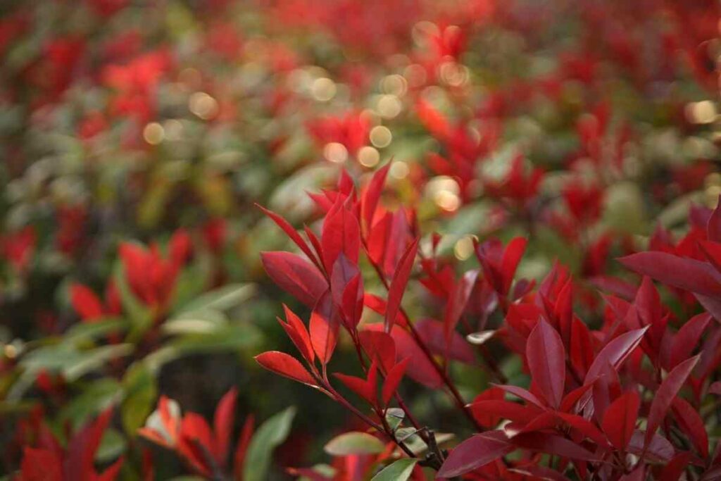 Photinia x Fraseri ‘Canivily’ red shrub