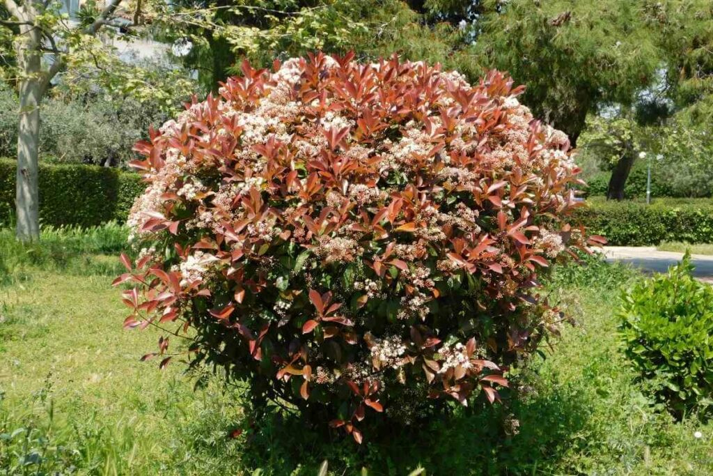 Photinia Serratifolia Crunchy ‘Rev100’ Photinia