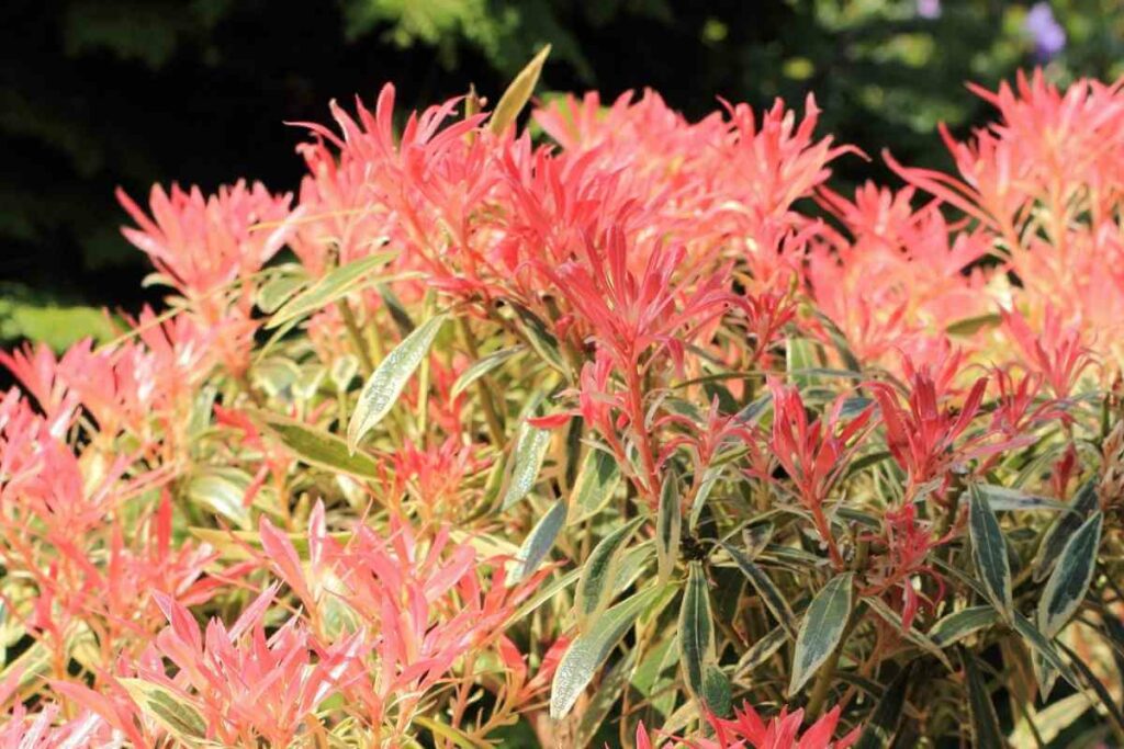 Pieris ‘Forest Flame’ red evergreen shrubs