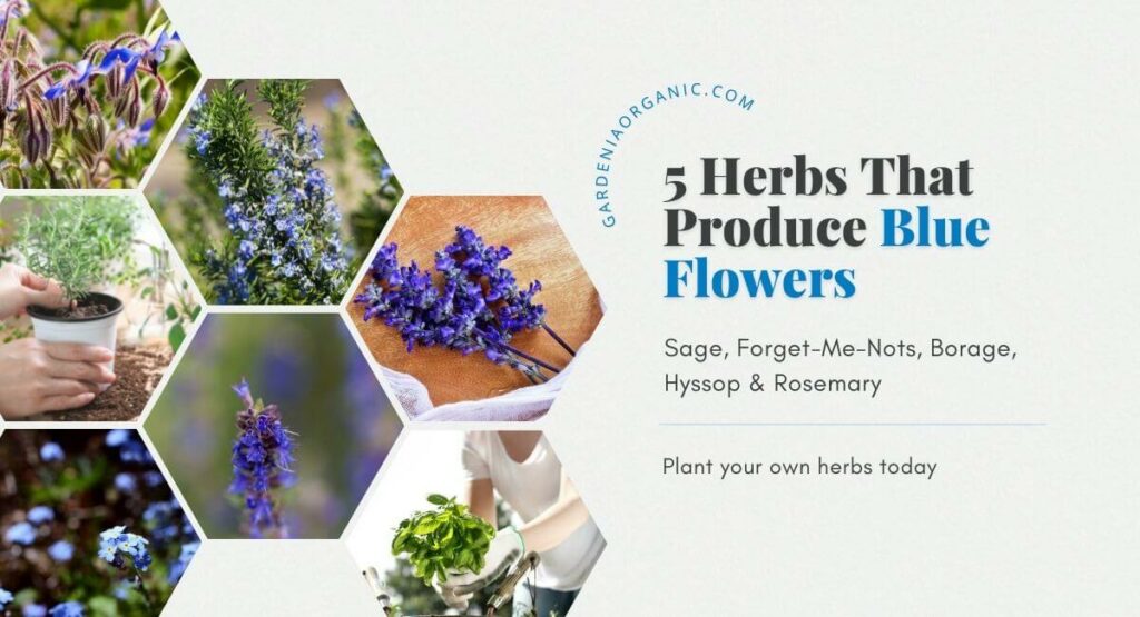 Planting your own blue flower herbs