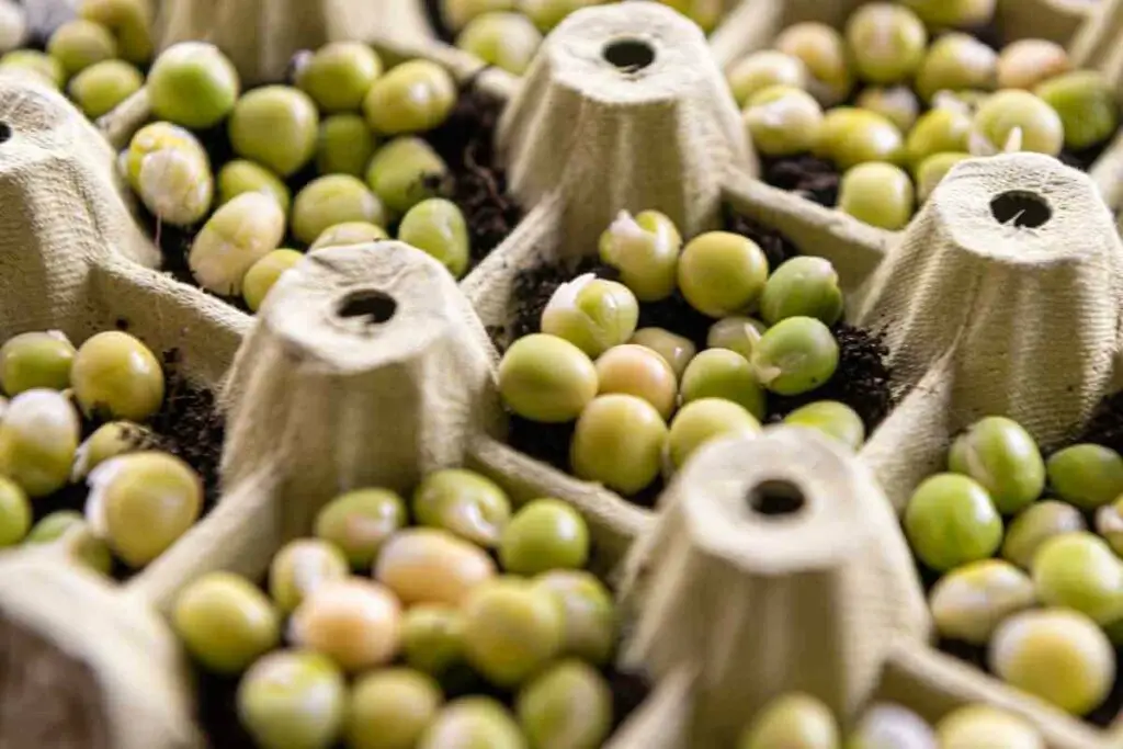 Microgreen seeds preparation