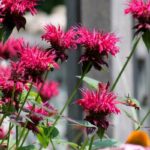 10 Outdoor Plants That Repel Mosquitoes