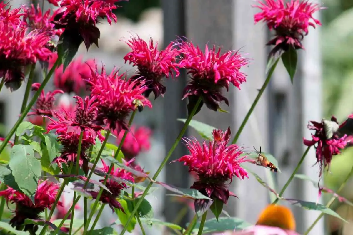 10 Outdoor Plants That Repel Mosquitoes