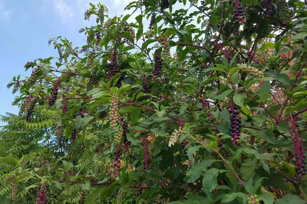 Pokeweed is a tall garden weed