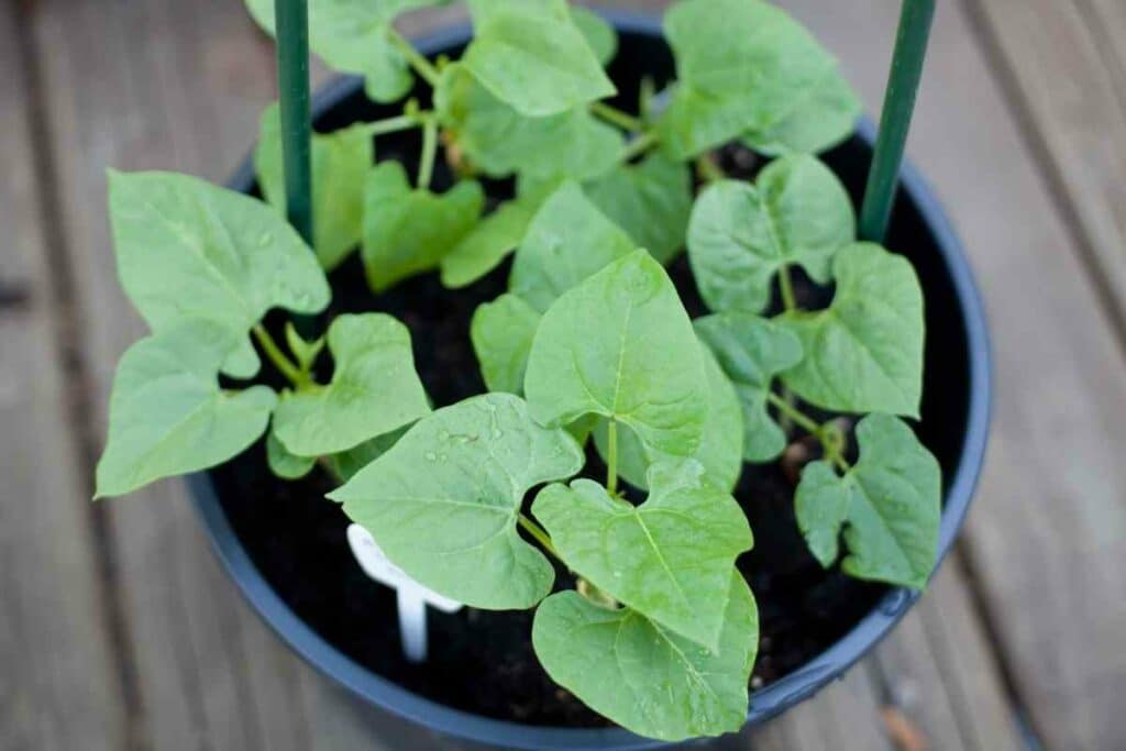 Kid safe plant pole bean