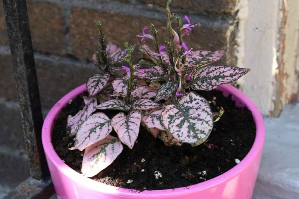 The Polka Dot Plant