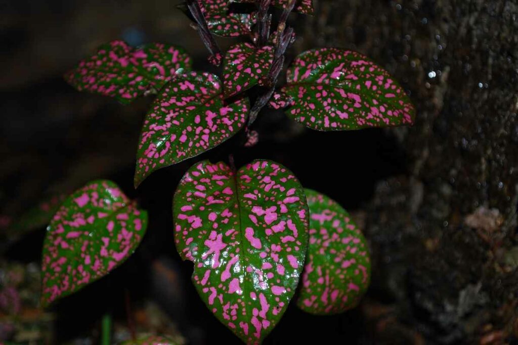 The Polka Dot Plant – A Complete Guide