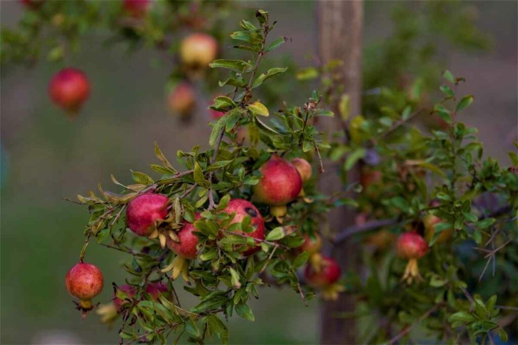 Healthy Pomegranate trees