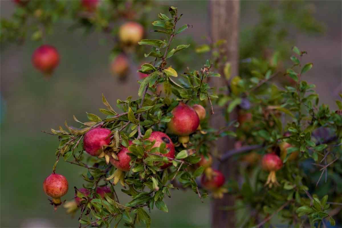 10 Best Fruit Trees For Houston (Perfect For Houston Backyards