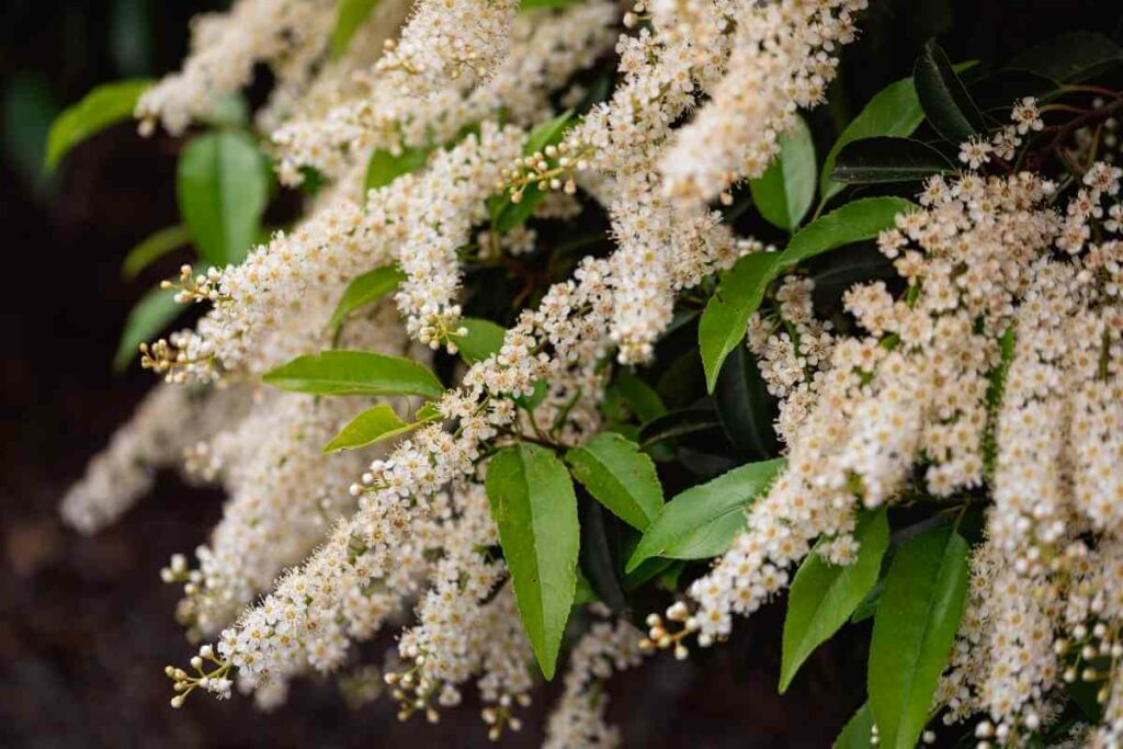 Portuguese Laurel shade tree