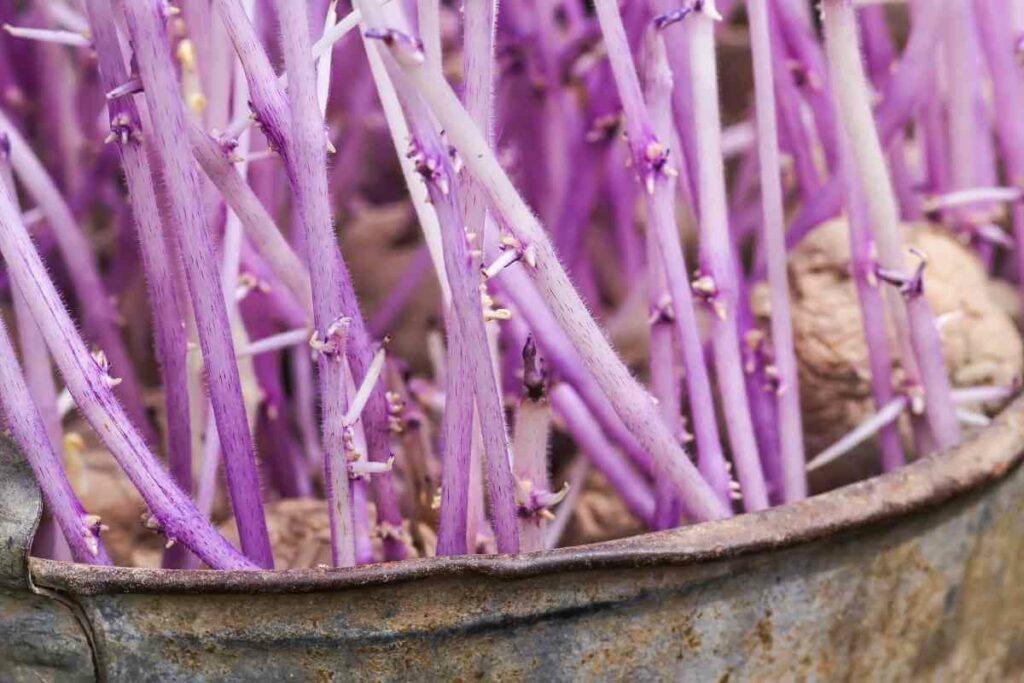 Purchase Seed Potatoes