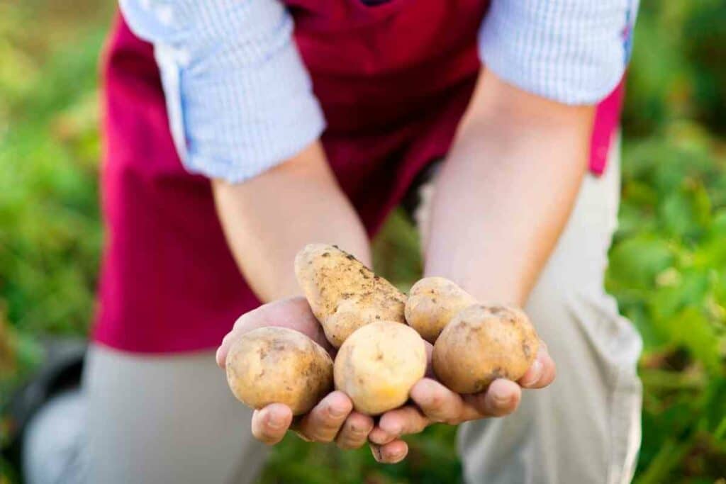 What Is a Potato Tower?