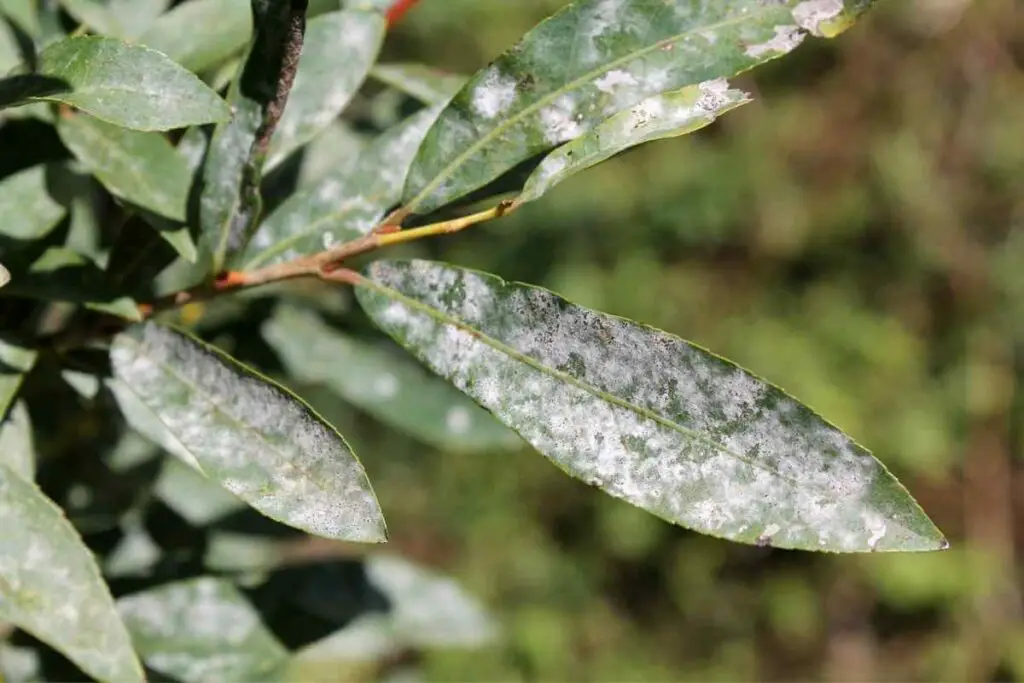 Powdery Mildew pests on leaves