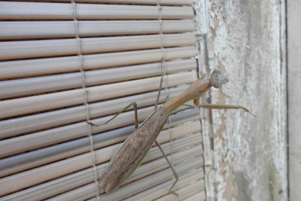 Praying mantis brown color on the wall