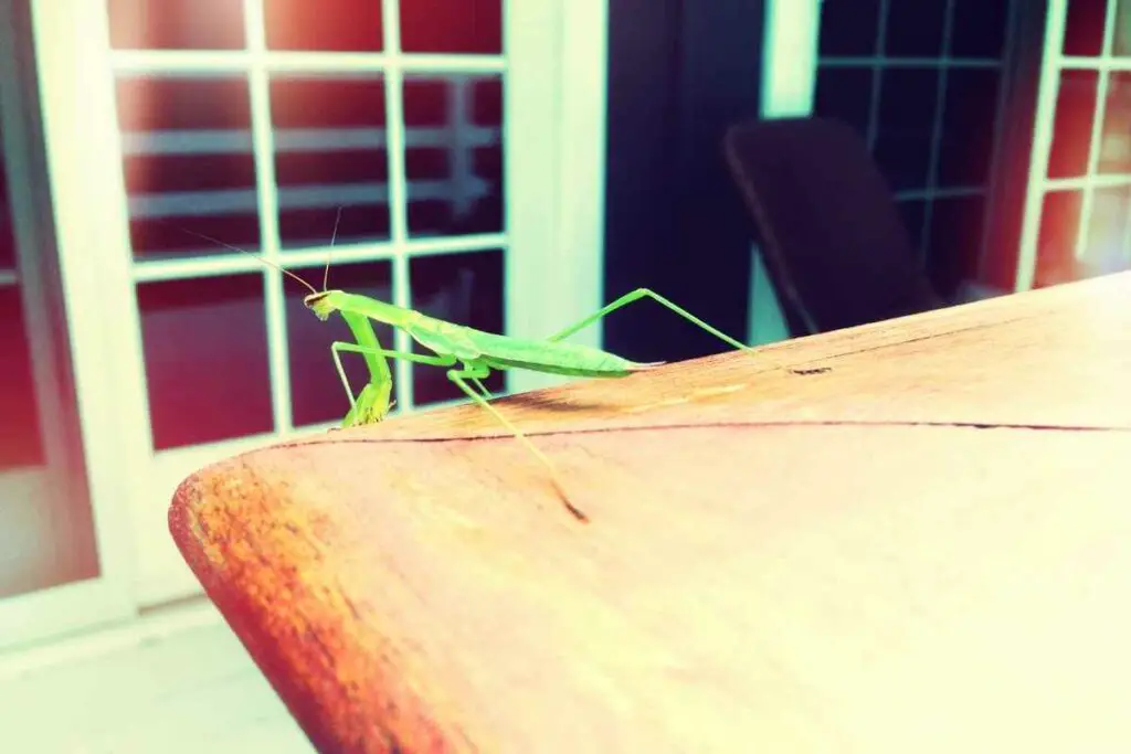 Praying Mantis grass-green on a table