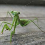 Do Praying Mantises Change Color?