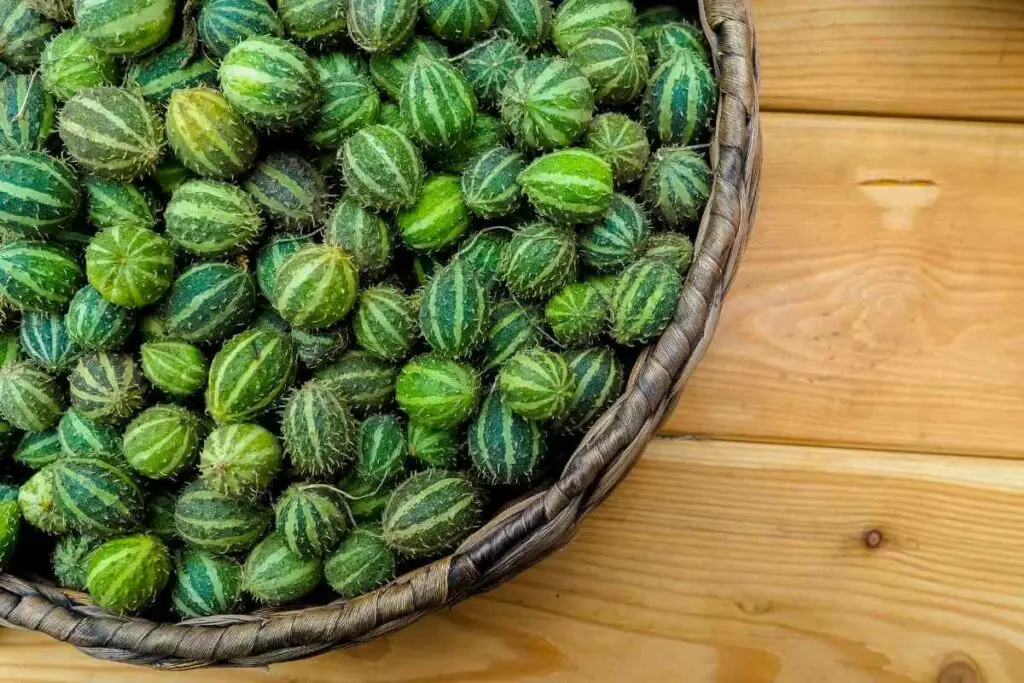 Growing cucamelon full guide