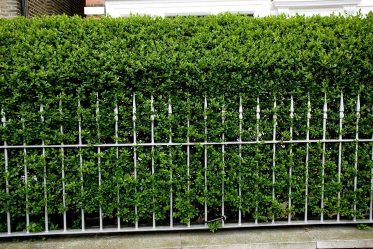 11 Trees That Don’t Lose Leaves (Perfect for Privacy) Gardenia Organic