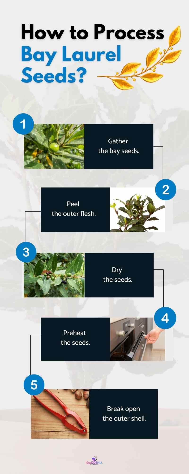 How to Process Bay Laurel Seeds    