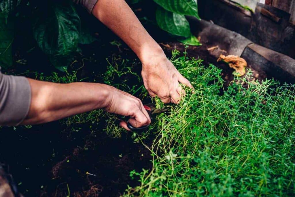 How to Propagate Thyme from Cuttings in Water