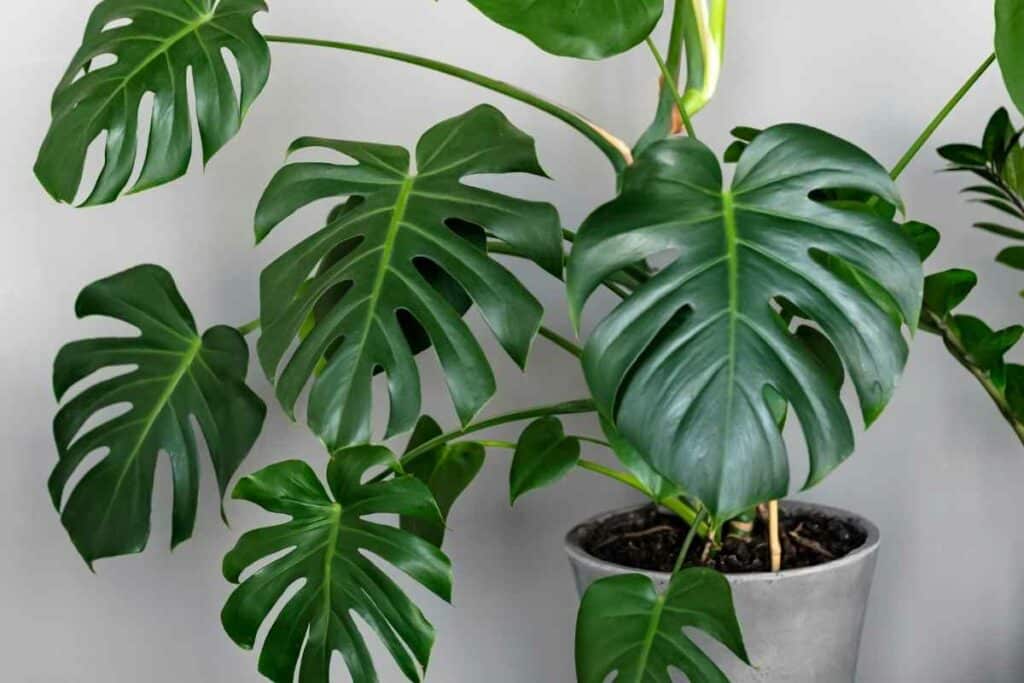 Propagating cheese plant in a pot