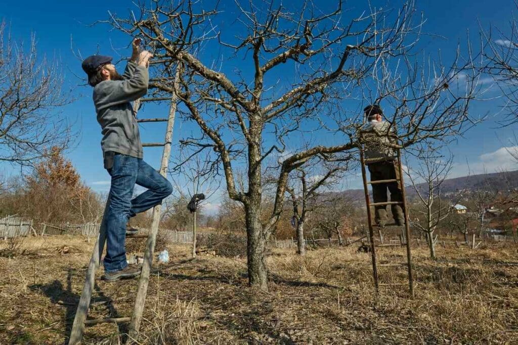 Winter pruning apple tree