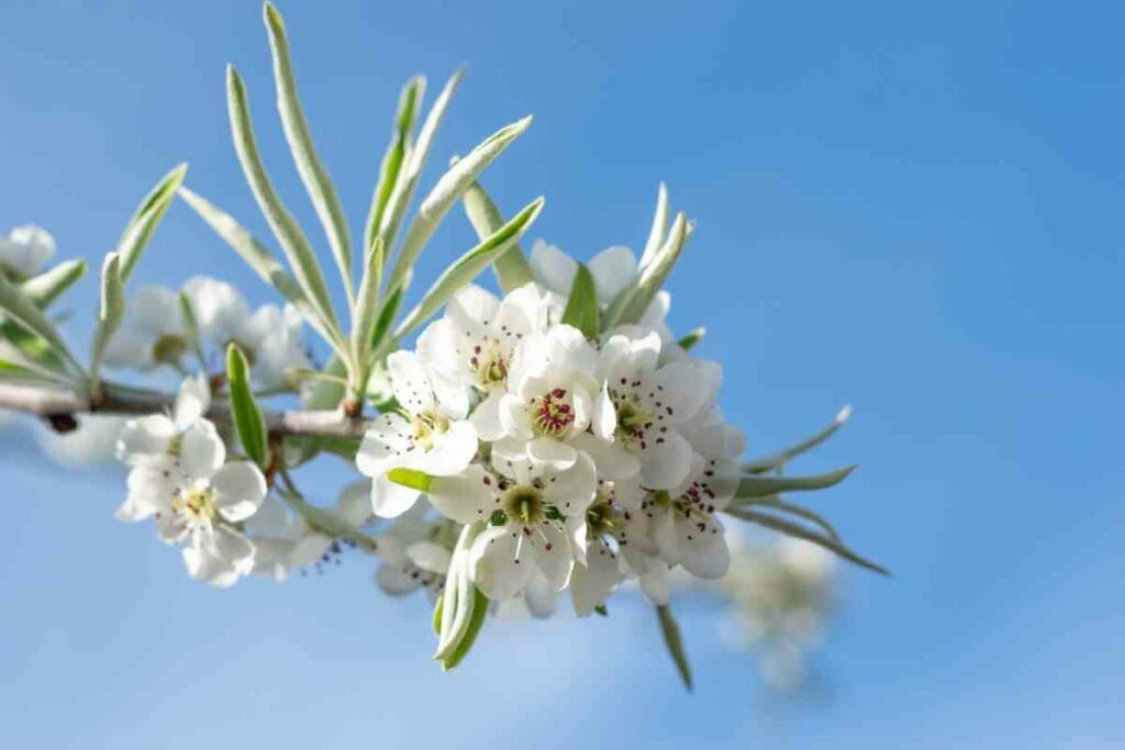 Weeping silver pear