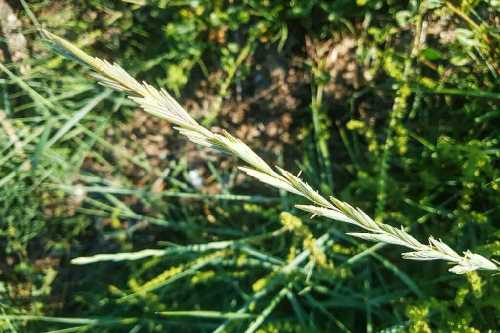 Elymus Repens or Quackgrass weed